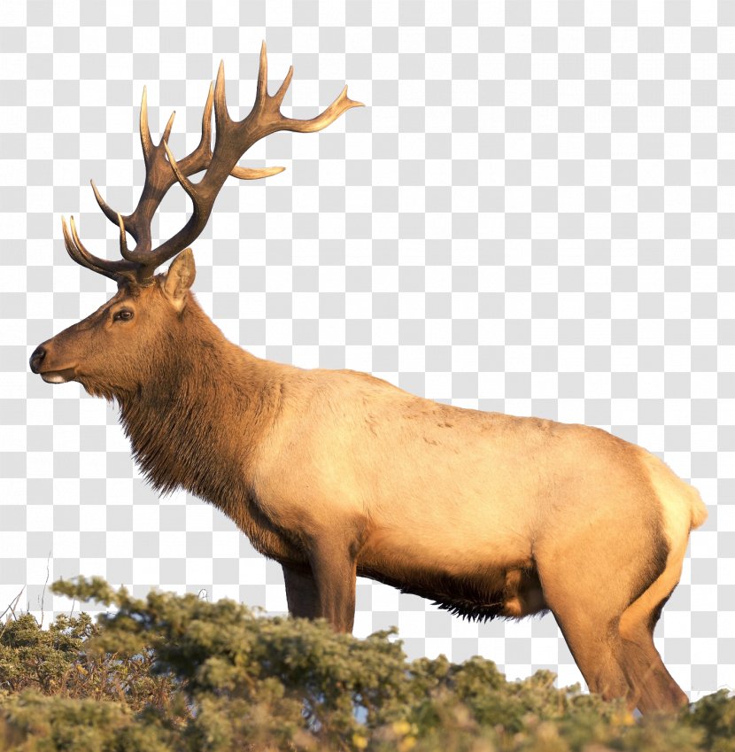 Elk White-tailed Deer Reindeer Hunting - Prairie Dog - Landscape Transparent PNG