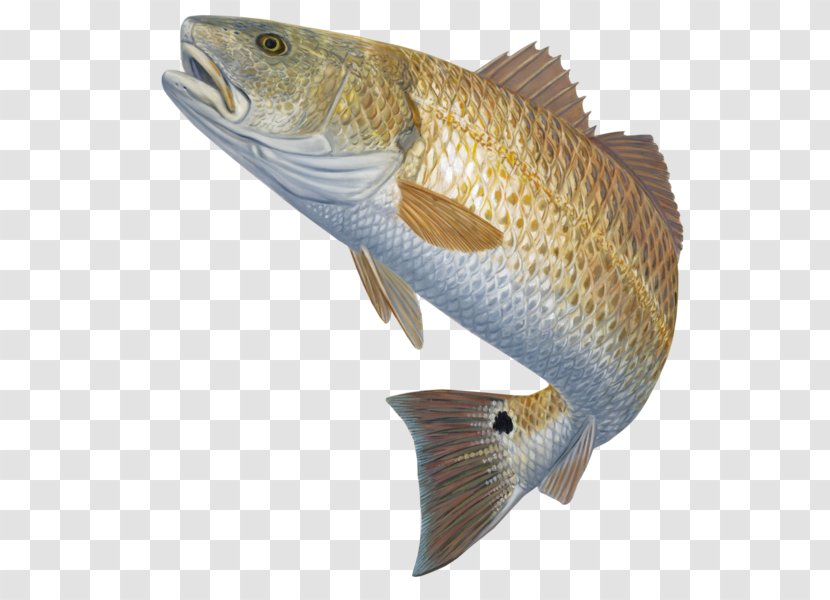 Bass Fishing Red Drum Fly - Wall Decal Transparent PNG
