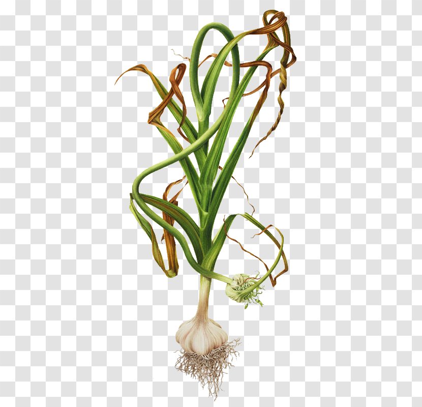 Garlic Botanical Illustration Botany Onion - Commodity - Spaghetti Aglio Olio Transparent PNG