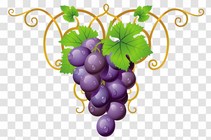 Papouli's Common Grape Vine Clip Art - Flowering Plant Transparent PNG