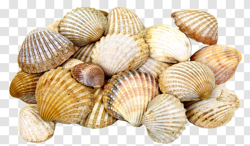 Cockle Seashell Mollusc Shell - Clams Oysters Mussels And Scallops - Mar Transparent PNG