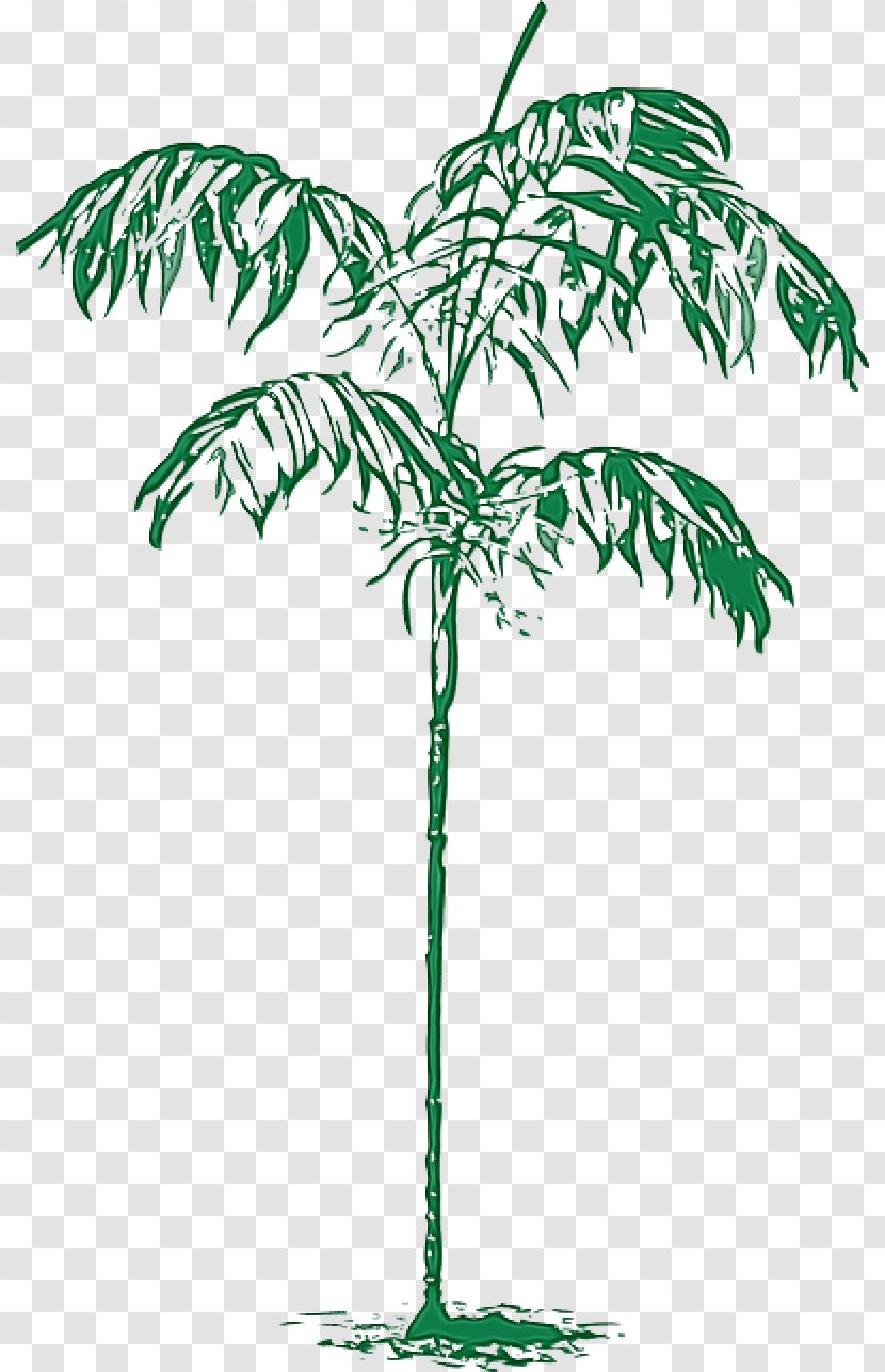Palm Tree Leaf - Fern - Flowerpot Vascular Plant Transparent PNG