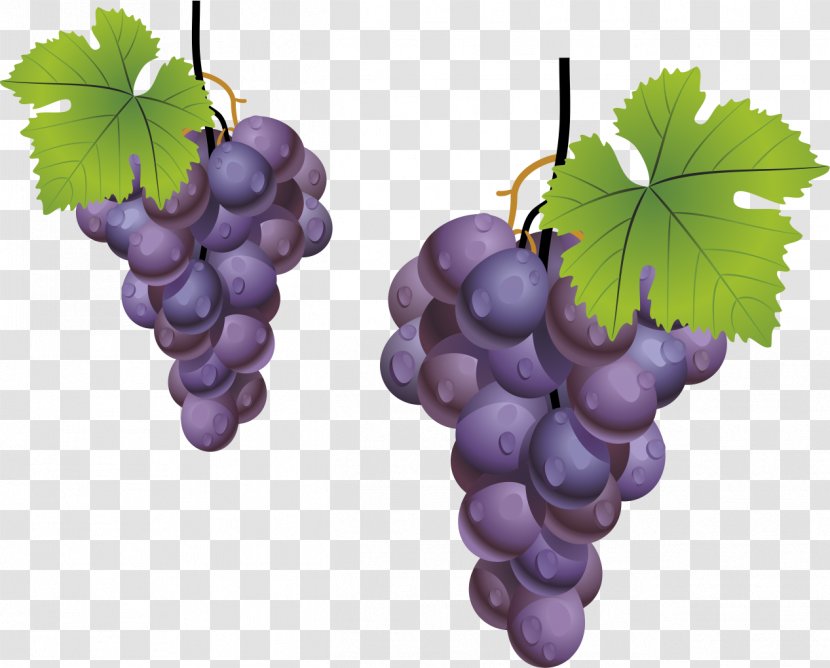 Grape Leaves Kyoho Fruit - Vitis - Grape,Purple Grapes,fruit Transparent PNG