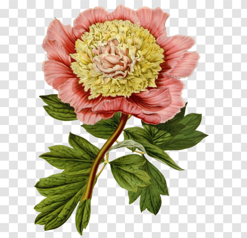 Floral Illustrations Botanical Illustration Flower Clip Art Transparent PNG