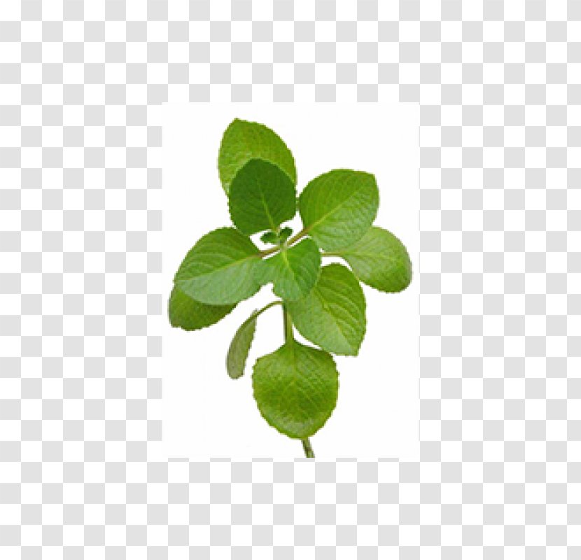 Oregano Herb Mexican Mint Leaf Thyme - Arugula Transparent PNG