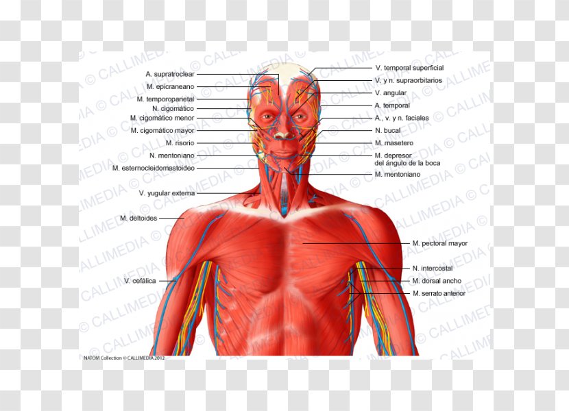 Muscular System Neck Blood Vessel Muscle Human Anatomy - Tree - Heart Transparent PNG