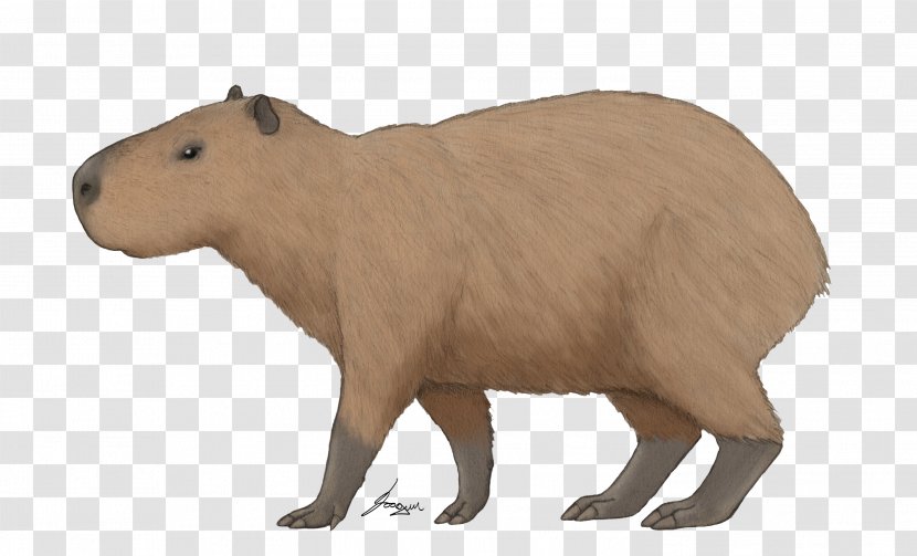 Capybara Great American Interchange Animal Neotropical Realm Isthmus Of Panama - Figure - Terrestrial Transparent PNG