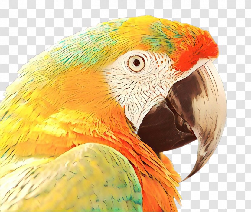 Bird Parrot - Parrots - Feather Lovebird Transparent PNG