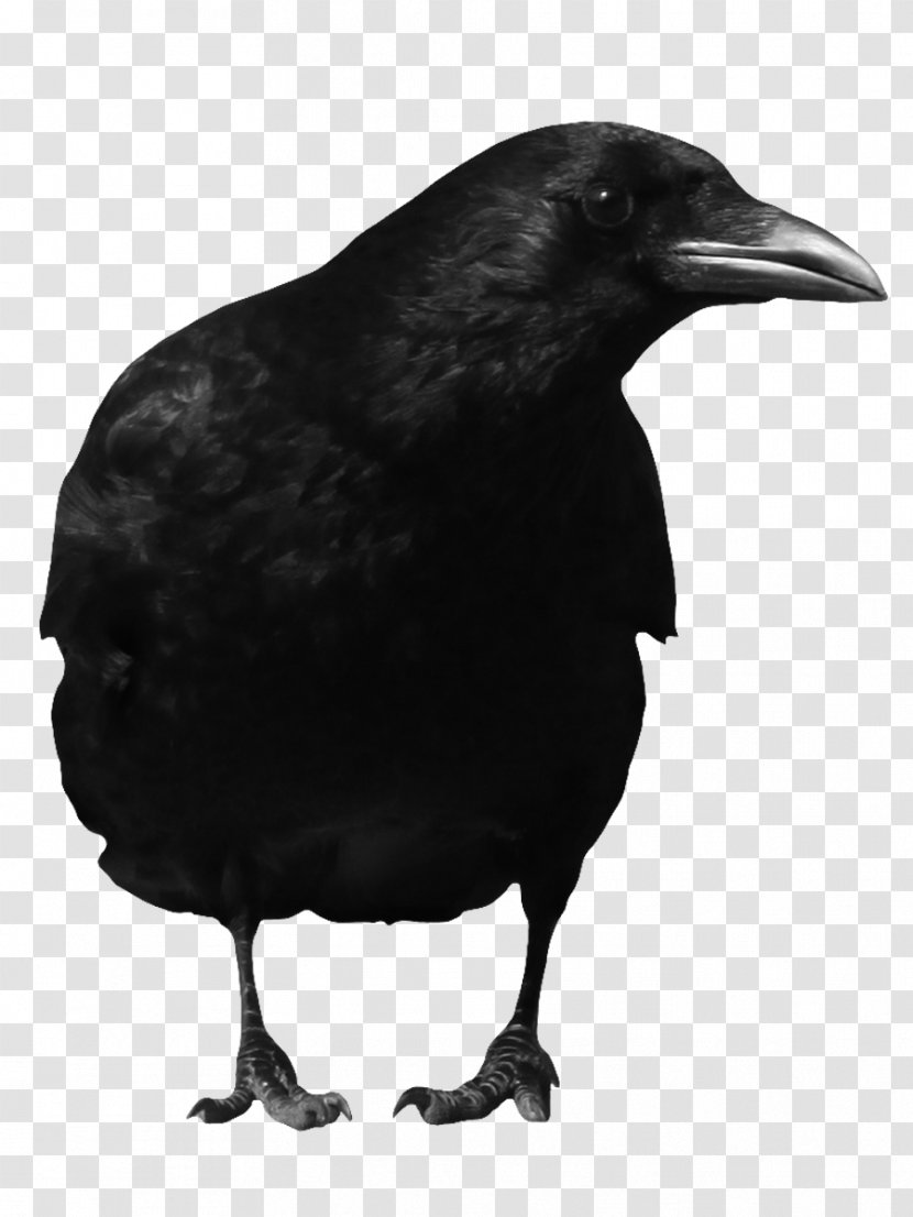 American Crow Common Raven Bird - Image File Formats - Black Transparent PNG