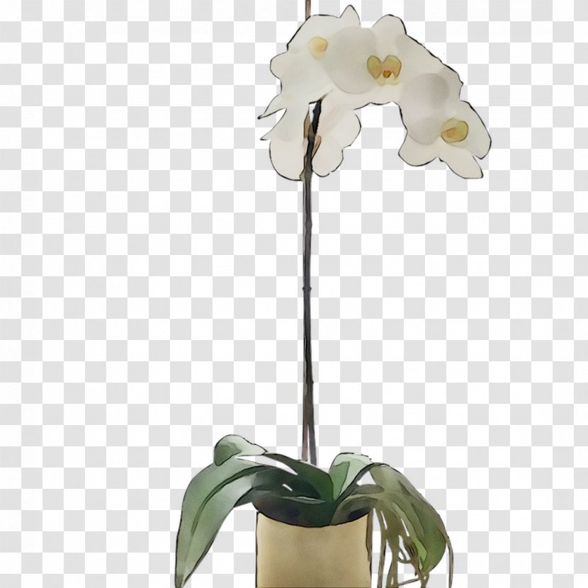 Moth Orchids Cut Flowers Plant Stem - Dendrobium - Cattleya Transparent PNG