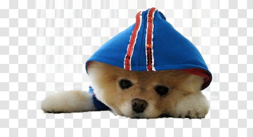 Pomeranian Puppy Boo Cuteness Pet - Heart - Dogs Transparent PNG