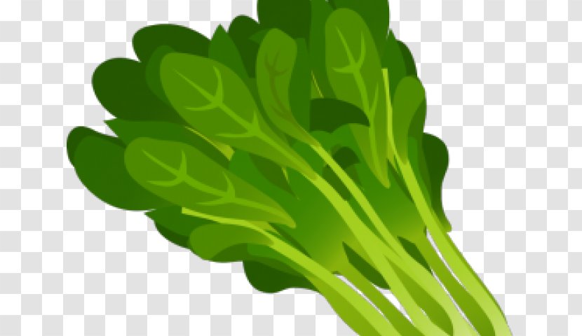 Clip Art Lettuce Greens Salad - Romaine - Rainbow Chard Kale Transparent PNG