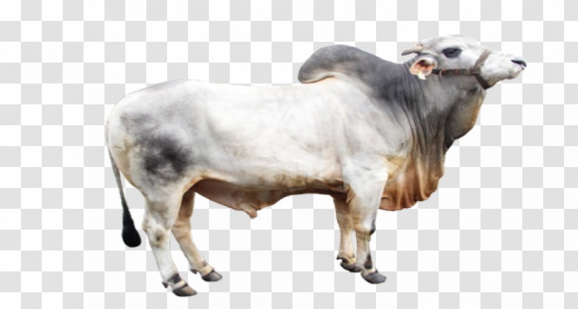 Zebu Ongole Cattle Beef Artificial Insemination Centers Lembang Limousin - Snout - Sheep Transparent PNG