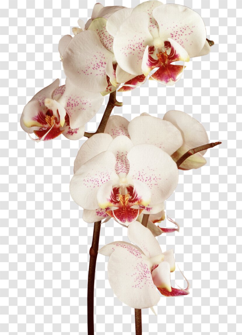 Clip Art Image Drawing Illustration - Orchids - Painting Transparent PNG
