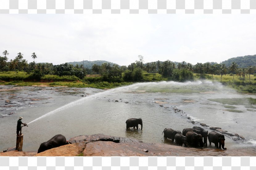 Sri Lanka Water Resources Elephantidae Well Loch - Peasant Transparent PNG