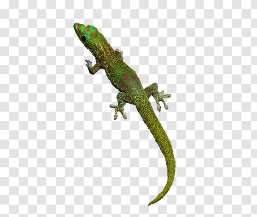 Gecko Lizard - Pamela Transparent PNG