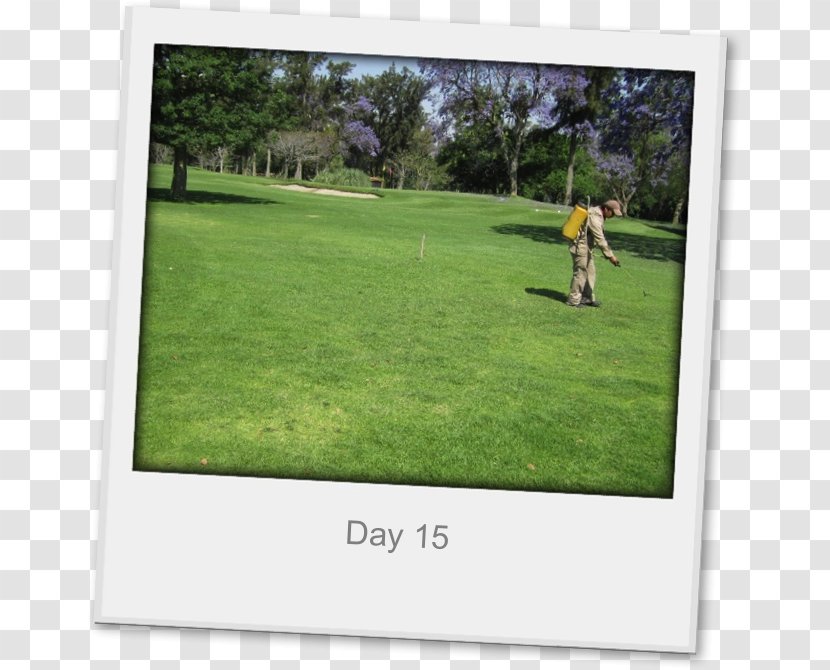 Golf Clubs Landscape Land Lot Picture Frames - Equipment Transparent PNG