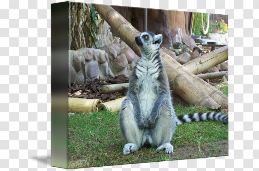 Lemurs Imagekind Art Fauna Wildlife - Primate - Lemur Transparent PNG