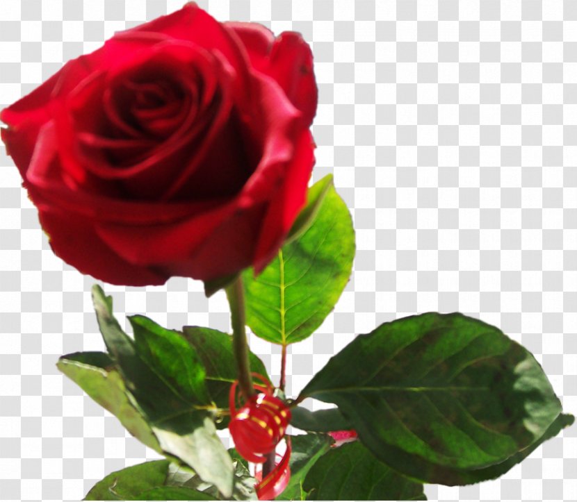 Garden Roses Cabbage Rose Floribunda Red Cut Flowers - Poetry - Flowering Plant Transparent PNG