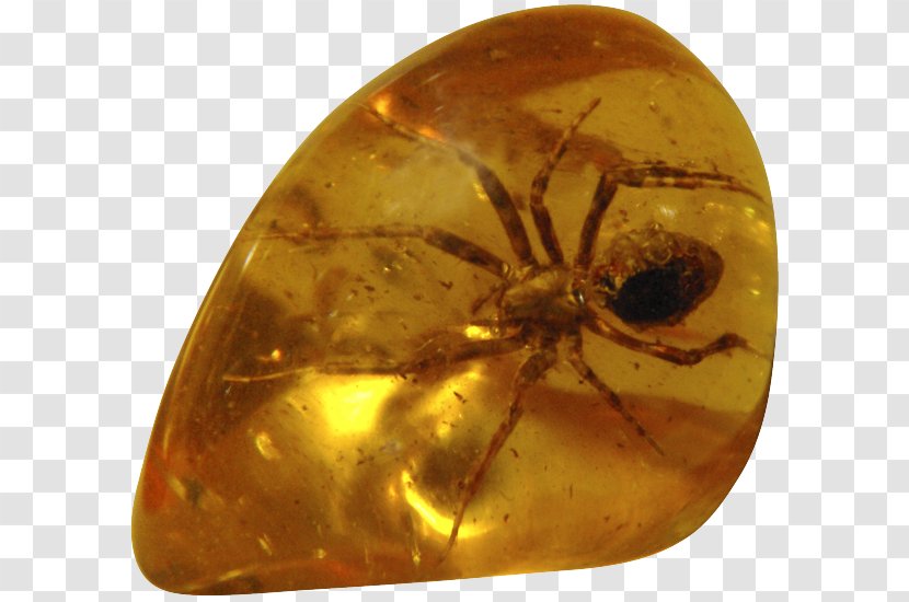 Baltic Amber Necklace Gemstone Inclusion - Arthropod Transparent PNG