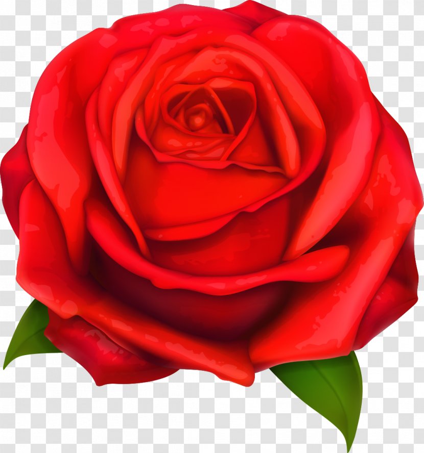 Beach Rose Red - Roses Transparent PNG