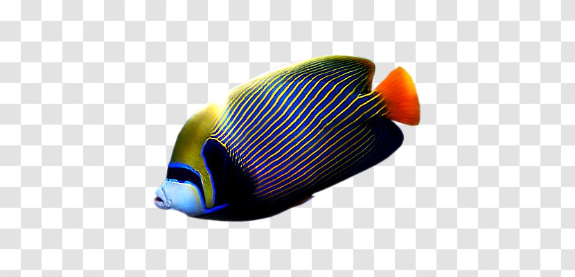 Marine Biology Orange S.A. - Fish - Design Transparent PNG