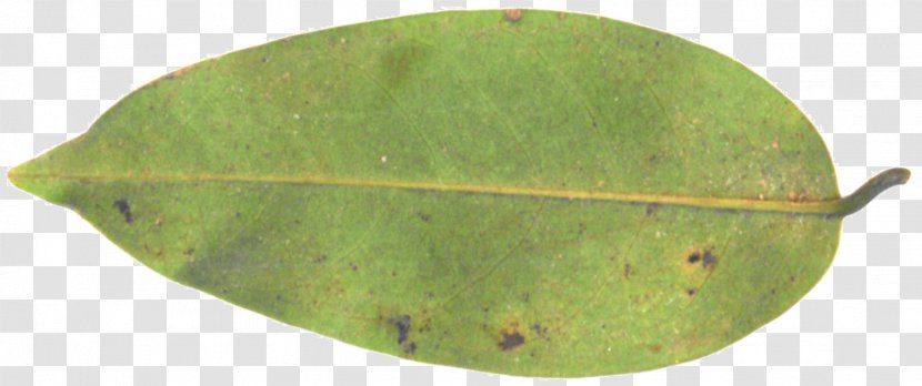 Plant Pathology Leaf - Green Transparent PNG