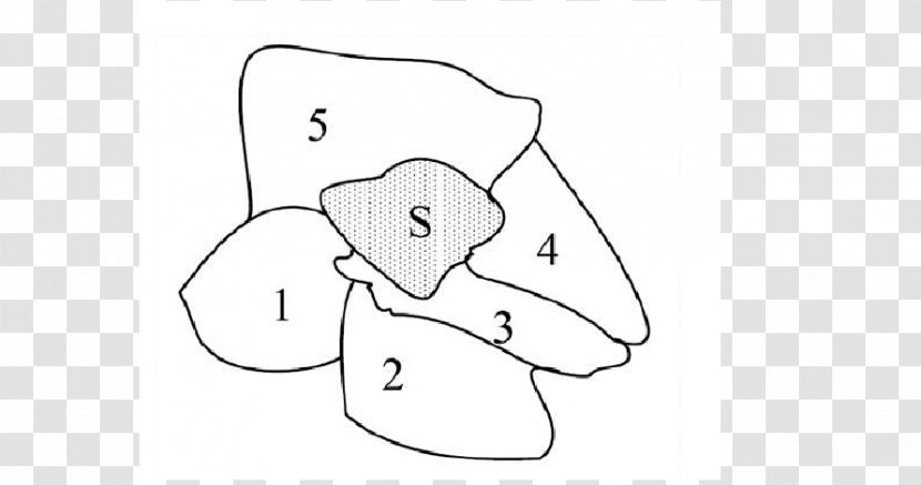 Thumb Sketch Black & White - Joint - M Design Carnivores4 H Border Transparent PNG