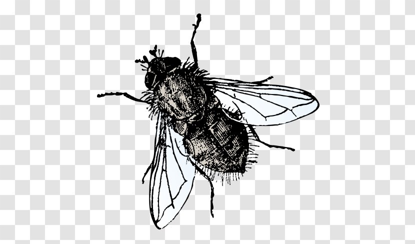 Insect Microsoft PowerPoint Fly Presentation Slide - Pollinator - Vector Flies Transparent PNG