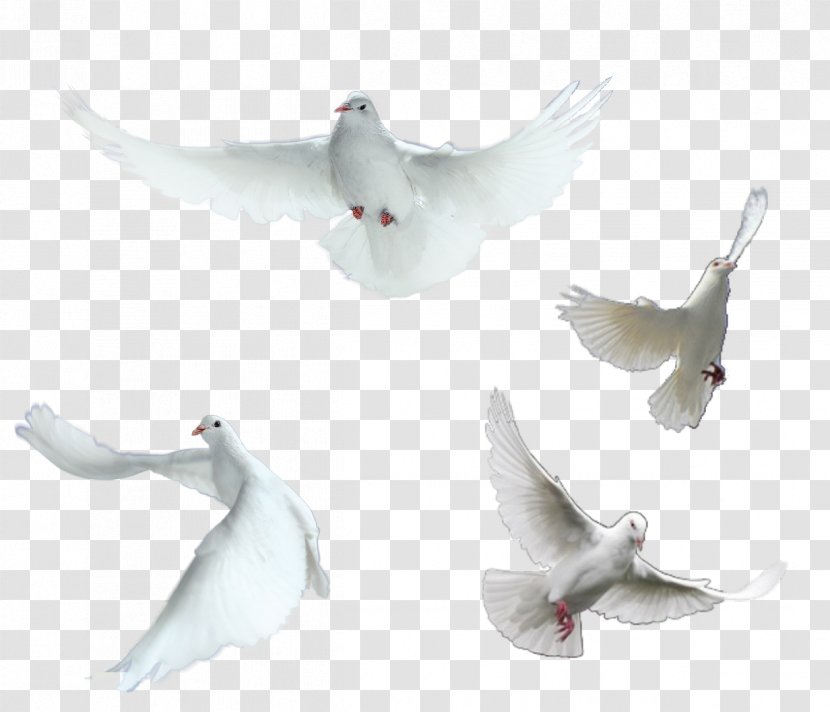 Homing Pigeon Rock Dove Columbidae Peace - Element Transparent PNG