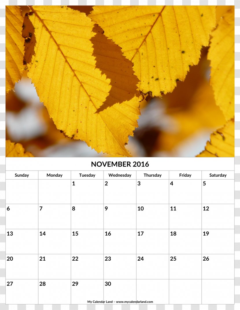 European Hornbeam Beech - Stock Photography - November Calendar Transparent PNG