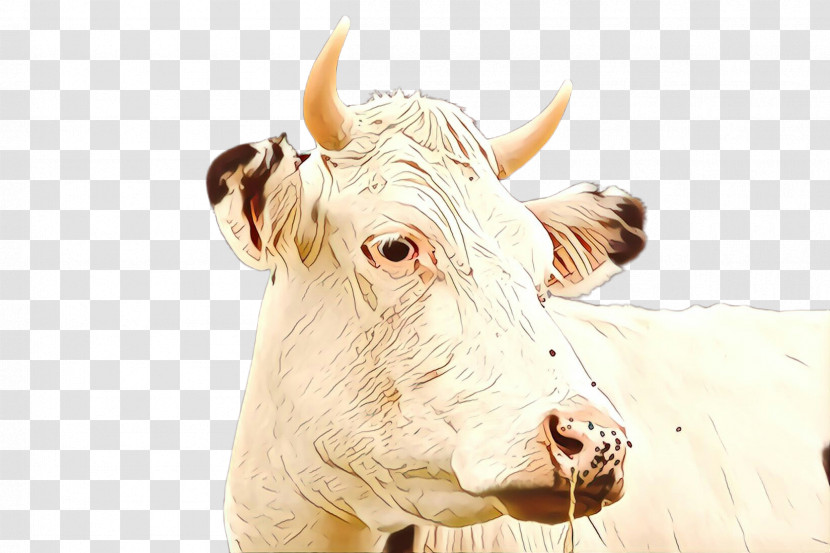 Horn Bovine Head Snout Dairy Cow Transparent PNG