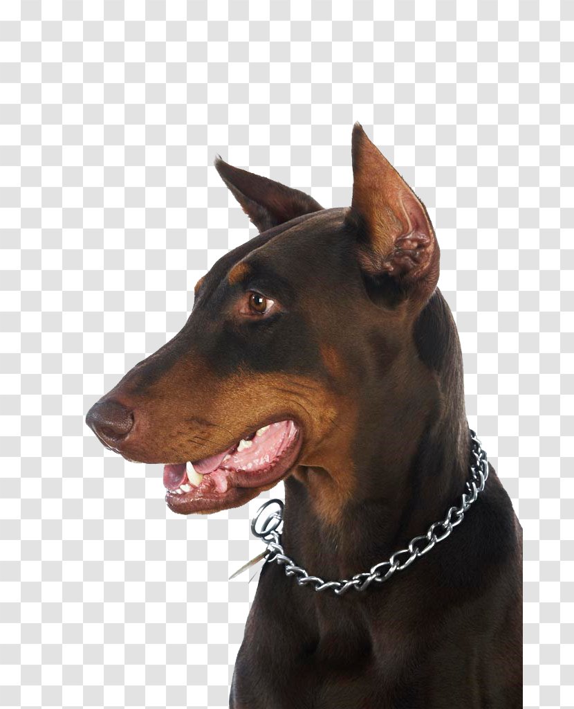 Dobermann German Pinscher Manchester Terrier English Toy Puppy - Collar - Dog,puppy,pet,animal Transparent PNG