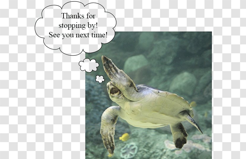 Loggerhead Sea Turtle Common Snapping Tortoise Pond Turtles - Reptile Transparent PNG