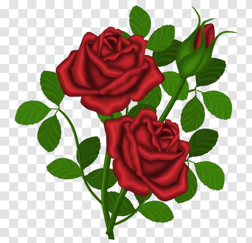 Clivia Miniata Rose Shrub Clip Art - Flower Bouquet - Red Transparent PNG