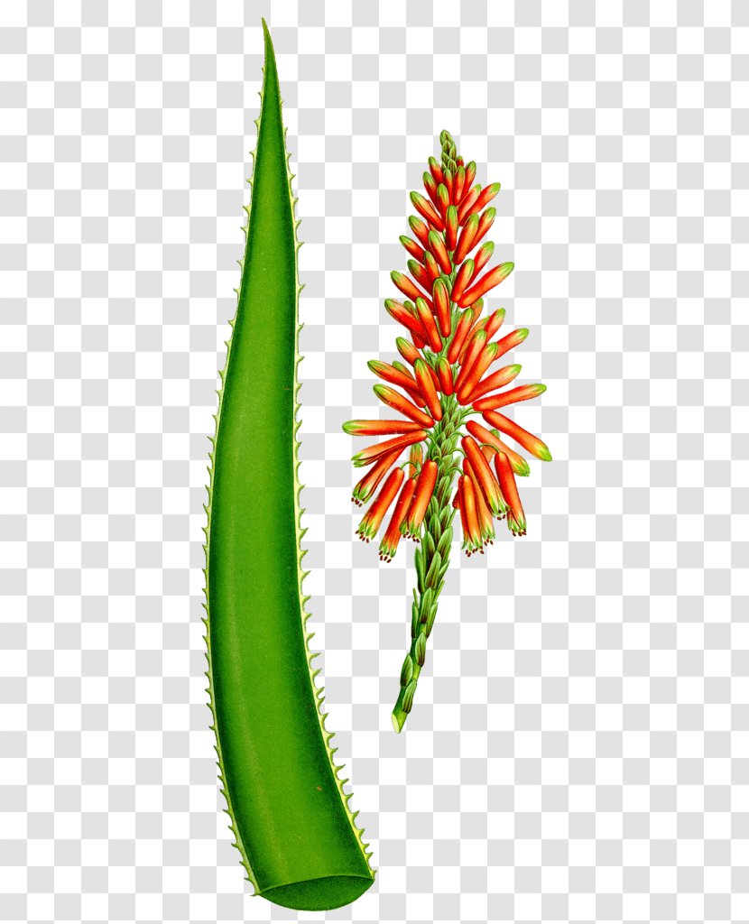 Aloe Vera Painting Stock Photography - Plant Stem - Painted Green Transparent PNG