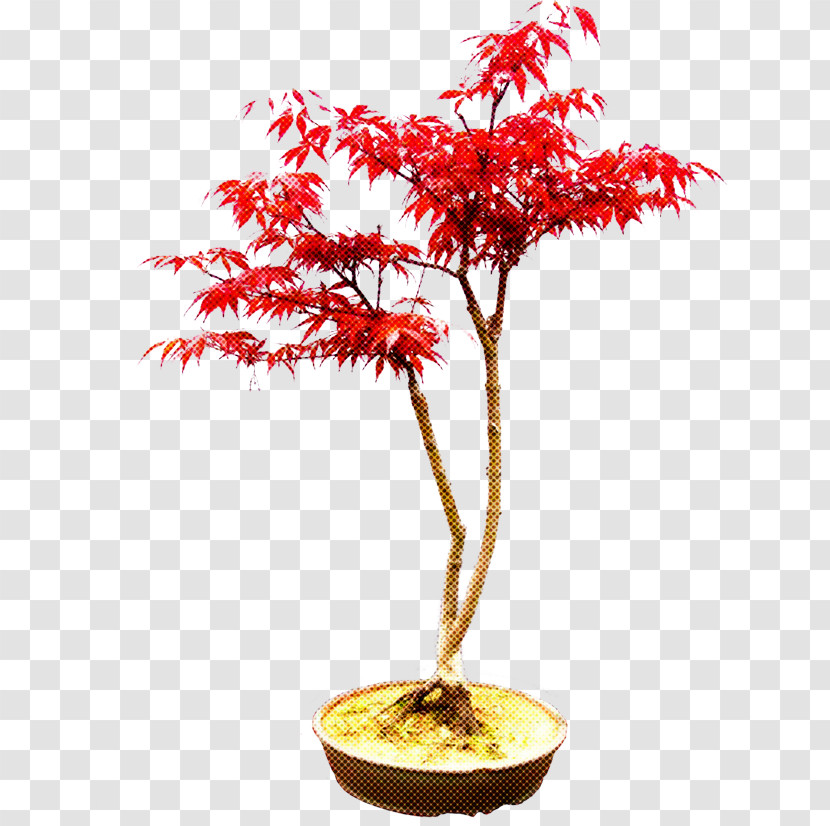 Tree Plant Houseplant Flower Woody Plant Transparent PNG