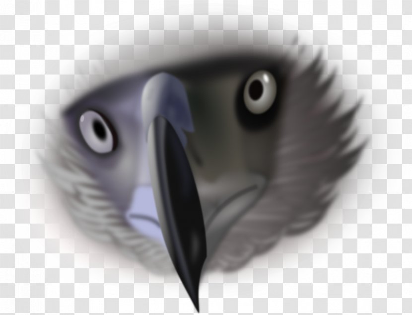Bald Eagle Philippine Clip Art - Close Up Transparent PNG