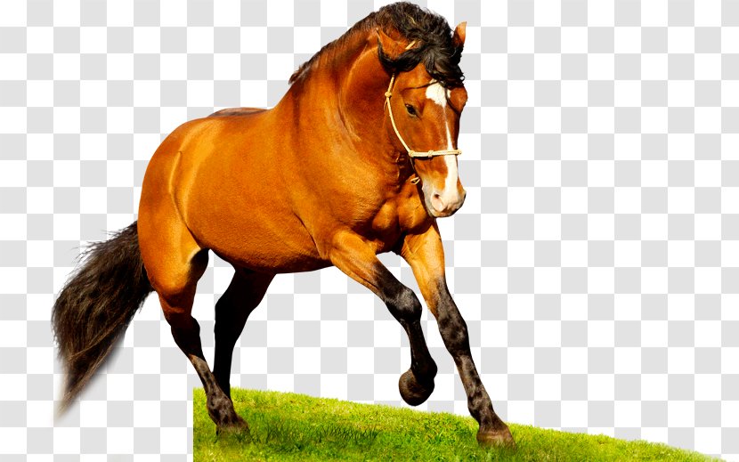 Desktop Wallpaper American Quarter Horse Mustang High-definition Television 1080p - Like Mammal Transparent PNG