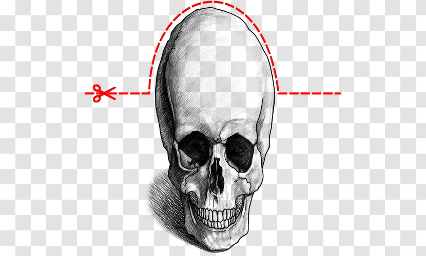 Drawing Nose Skull Jaw - Head - 3d Transparent PNG