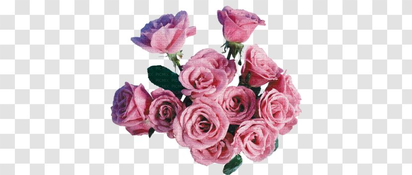 Garden Roses Flower Photography - Magenta - Rose Transparent PNG