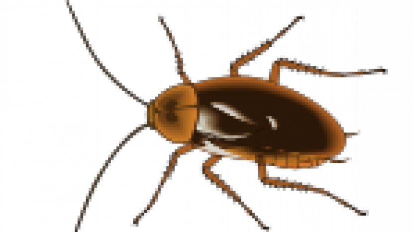 Cockroach Pest Control Insect Clip Art - Termite - Images Of Reptiles Transparent PNG