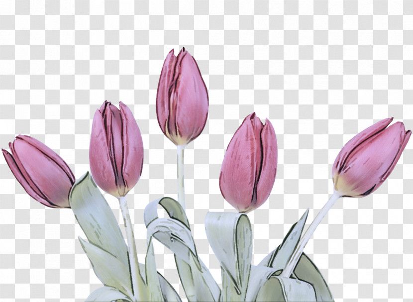 Flower Tulipa Humilis Tulip Plant Petal Transparent PNG