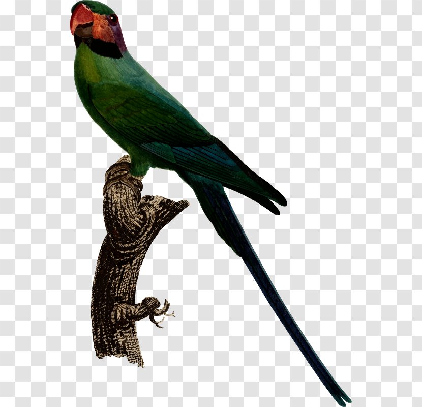 Budgerigar Bird Cockatiel Long-tailed Parakeet - Fauna Transparent PNG