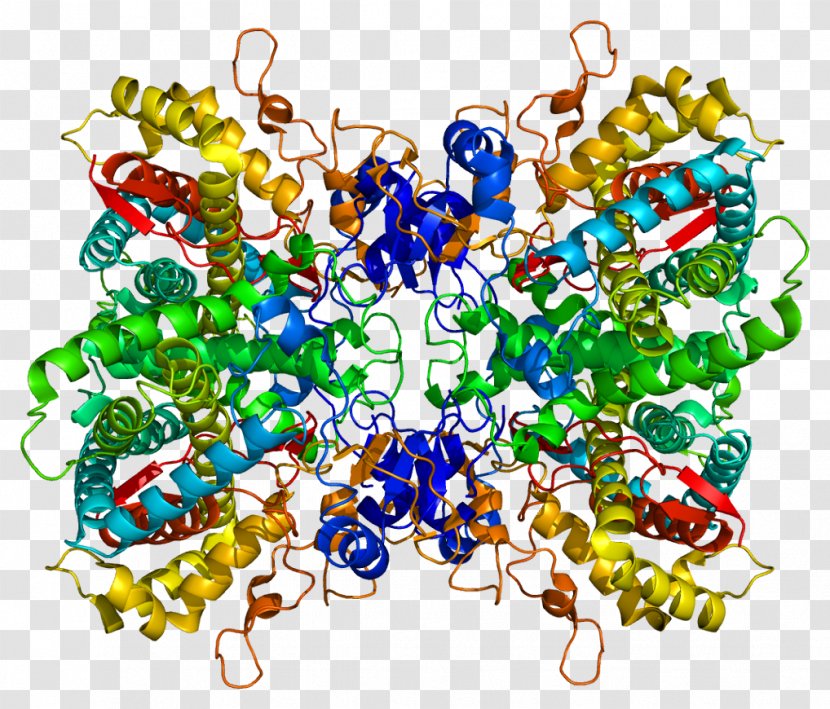 Protein CYP2D6 Hemoglobin Subunit Zeta Structure Structural Biology - Silhouette - Watercolor Transparent PNG