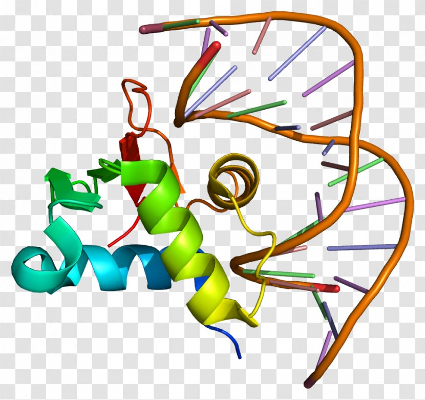 SPDEF Protein Gene ETS Transcription Factor Family Prostate-specific Antigen - Cartoon - Flower Transparent PNG
