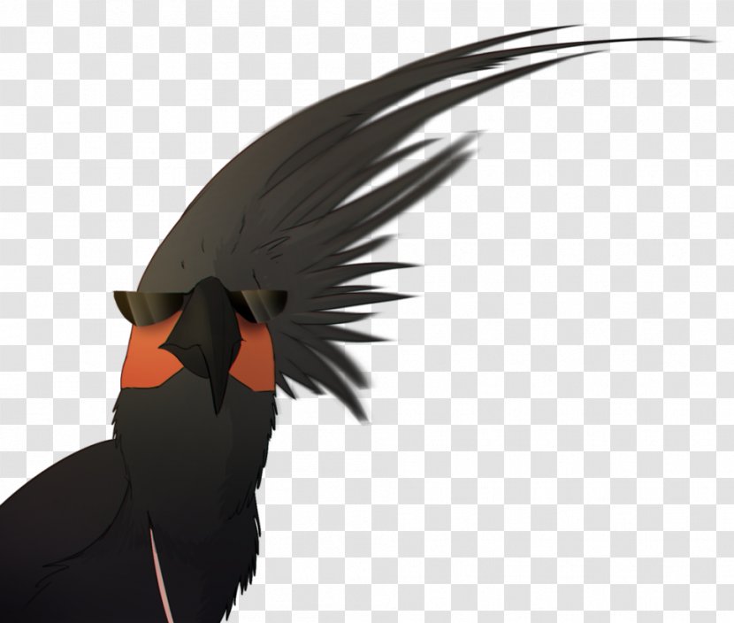 Bird Owlboy Cockatiel Tea Feather - Swag Transparent PNG