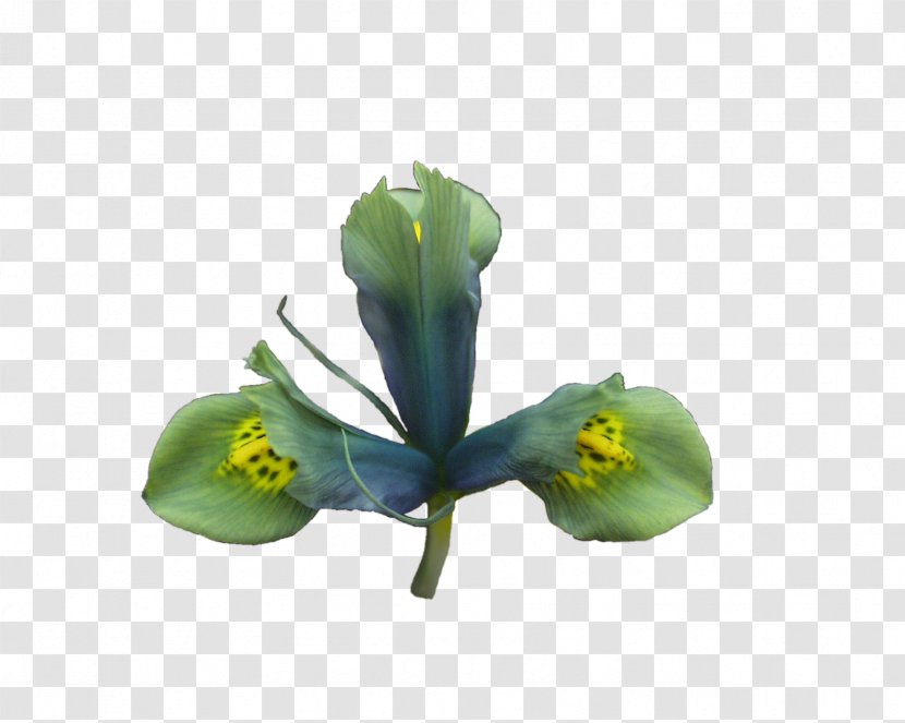 Cut Flowers Leaf Plant Stem Petal - Incandescent Light Bulb - Sea Green Color Transparent PNG