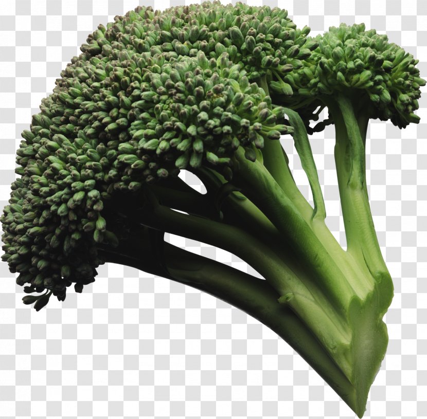 Broccoli Slaw Vegetable Food Salad - Sprouting - Manger Transparent PNG