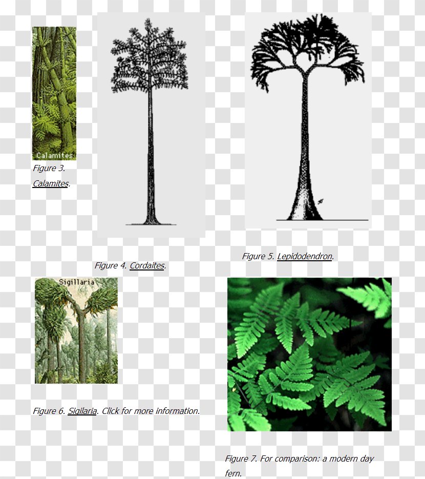 Pine Family Carboniferous Coal Flora Tree - Plants Transparent PNG